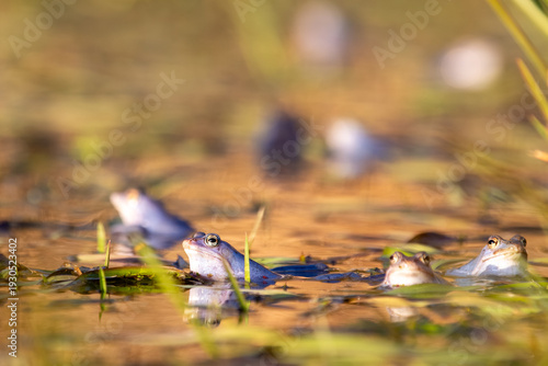 Moorfroschchor (Rana arvalis) im Laichgewässer – mehrere Tiere an der Wasseroberfläche