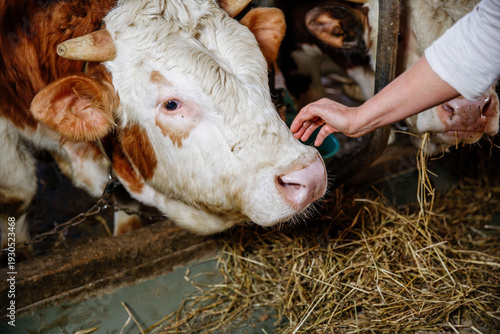 Cows feeding and human interaction in barn setting