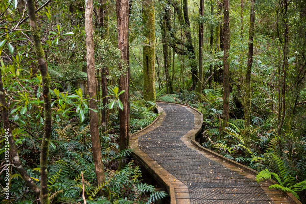 Obraz premium Wooden boardwalk through lush rainforest in Tasmania, Australia