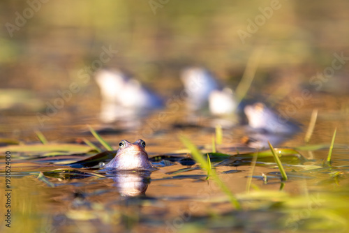 Moorfrosch (Rana arvalis) frontal an der Oberfläche – Porträt mit Hintergrundunschärfe und ruhiger Spiegelung