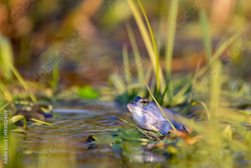 Moorfrosch (Rana arvalis) im Uferbereich – Porträt zwischen grünen Wasserpflanzen und Schilf
