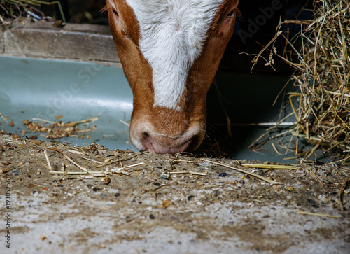 Cuadro en lienzo Young calf eating hay in barn enclosure close-up view