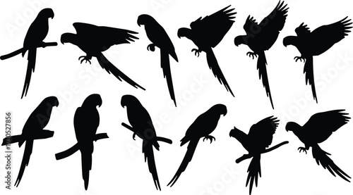 Parrot silhouette vector set in dynamic poses. Black and white flying and perched tropical birds. Minimalist wildlife illustration isolated on white background.