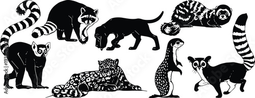 Exotic mammal silhouette vector set. Raccoon, lemur, meerkat, panther and wild cat collection. Forest wildlife animal icons isolated for logo design and nature branding.
