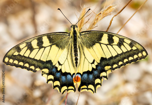 Beatiful butterfly on the p...