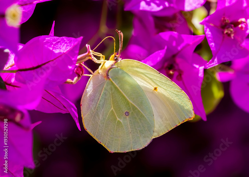 Beatiful butterfly on the p...