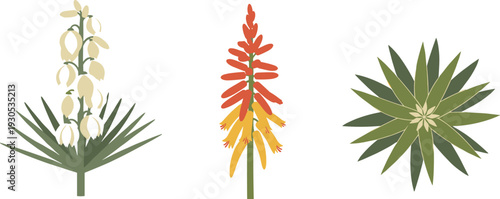 Three stylized desert plants with flowers and spiky leaves on a white background