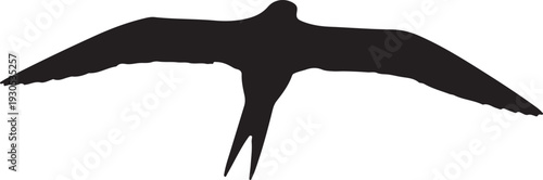  Long-tailed Skua on white background.