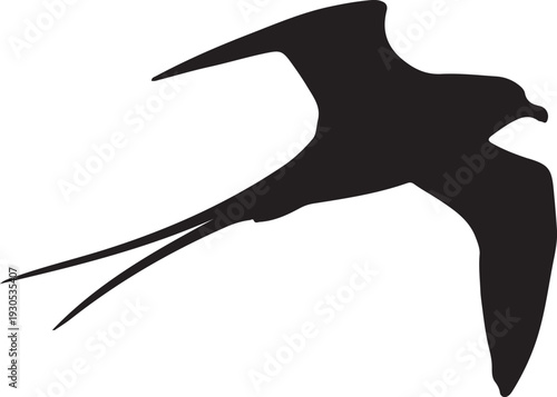 Long-tailed Skua on white background.
