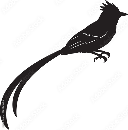 Paradise Flycatcher in silhouette on white background.