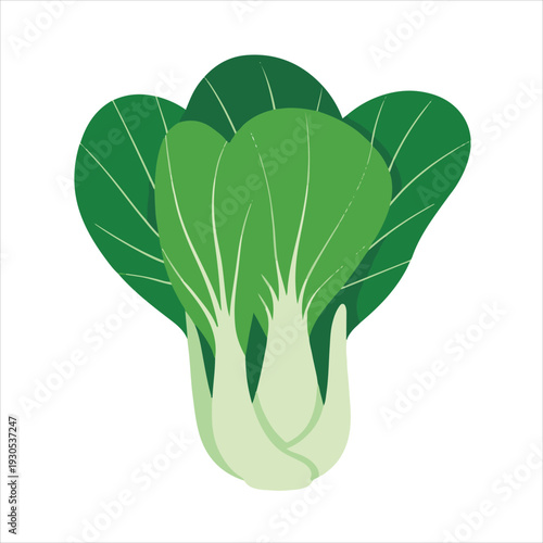 Bok choy vegetable illustration vector design