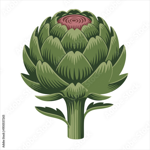Artichoke vegetable illustration vector design