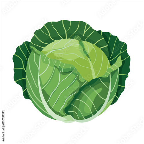 Cabbage vegetable illustration vector design
