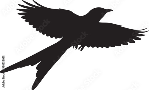 Scissor-tailed Flycatcher in silhouette flying bird.