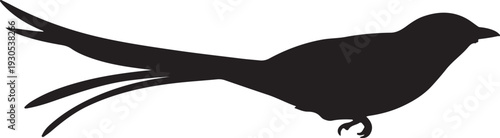  Scissor-tailed Flycatcher in silhouette on white background..