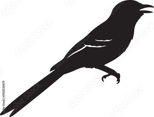  Scissor-tailed Flycatcher in silhouette on white background.