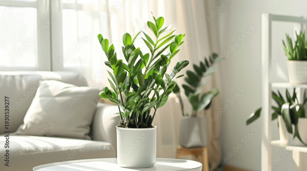 Fototapeta premium A green ZZ plant in a white pot sits on a table in a bright living room. Sunlight streams through large windows, illuminating the space.
