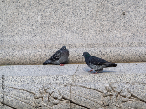 Two feral pigeons resting on some stonework
