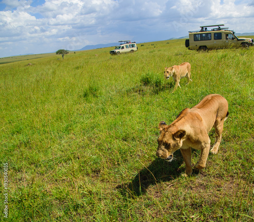 Lion | Maasai Mara, Kenya