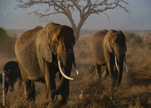Elephant | Amboseli National Park, Kenya