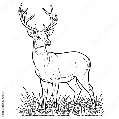 Majestic adult deer with impressive antlers standing gracefully in a natural field of grass and blooming flowers. Detailed line art illustration for nature, wildlife, and coloring book enthusiasts