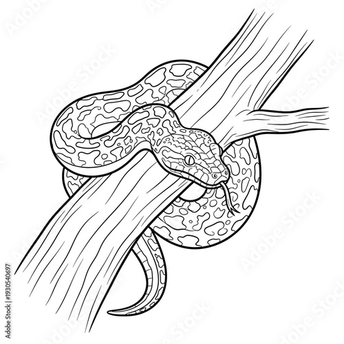 Line art illustration of a powerful patterned snake, a python or boa, coiled around a sturdy tree branch, ideal for wildlife designs and educational content