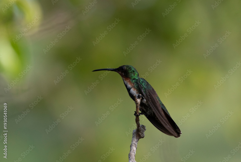 Fototapeta premium Green Breasted Mango