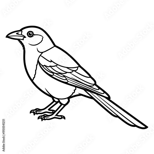 Black and white drawing of a magpie bird, a creature known for its distinctive plumage and intelligent nature, perfect for educational or artistic purposes