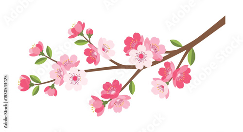 Delicate pink cherry blossoms branch out against a stark white background creating a striking silhouette high quality professional detailed modern elegant