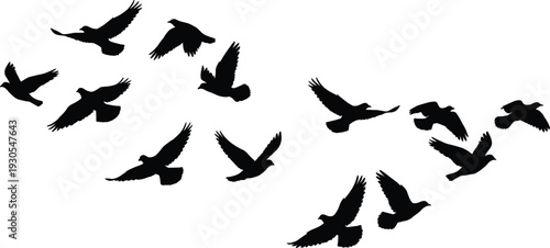 Flying bird silhouette collection with doves in different wing positions, black wildlife illustration set isolated on white background for design.