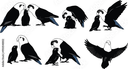 Parrot parent feeding grooming protecting chicks, bird family care illustration, avian nurturing behavior, wildlife parenting, educational animal artwork vector