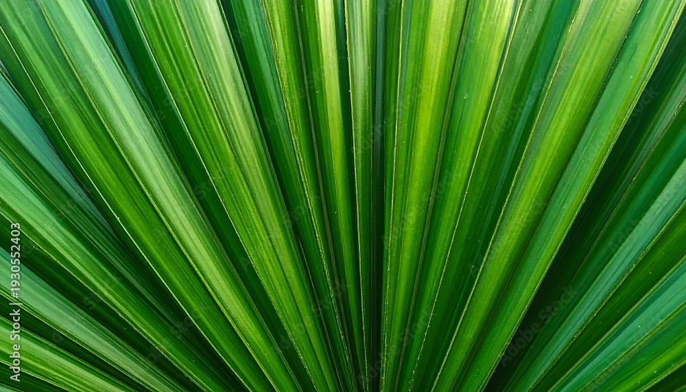 Obraz premium Striking Green Leaves Radiating Outward in a Natural Pattern.