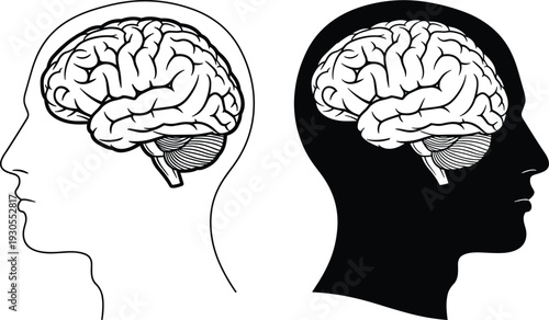Human Brain Inside Head Outline and Silhouette Vector Illustration Psychology Neuroscience Concept Isolated on White Background