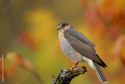 Close-up of a Eurasian Sparrowhawk perched on a tree branch, showcasing its sharp hooked beak, piercing yellow eyes, and finely barred plumage. 