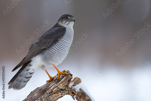 Close-up of a Eurasian Sparrowhawk perched on a tree branch, showcasing its sharp hooked beak, piercing yellow eyes, and finely barred plumage. 