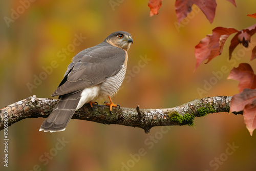 Close-up of a Eurasian Sparrowhawk perched on a tree branch, showcasing its sharp hooked beak, piercing yellow eyes, and finely barred plumage. 