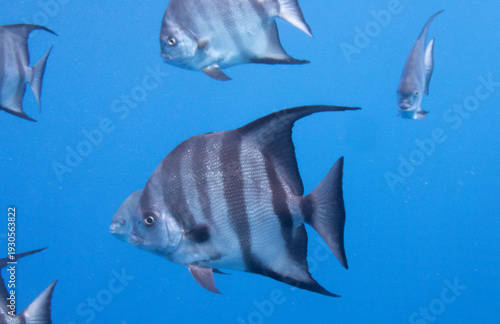 Atlantic Spadefish