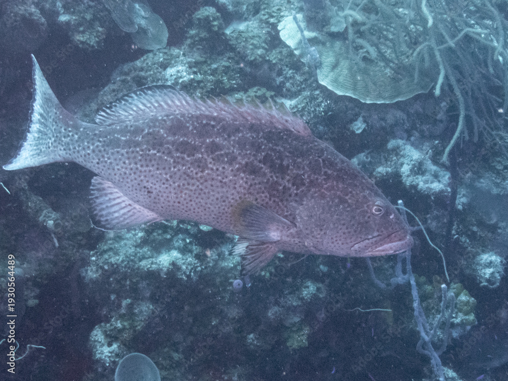 Fototapeta premium Yellowfin Grouper