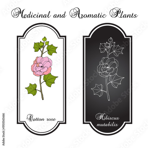 Cotton Rose (Hibiscus mutabilis), edible and medicinal plant. Hand drawn botanical vector illustration