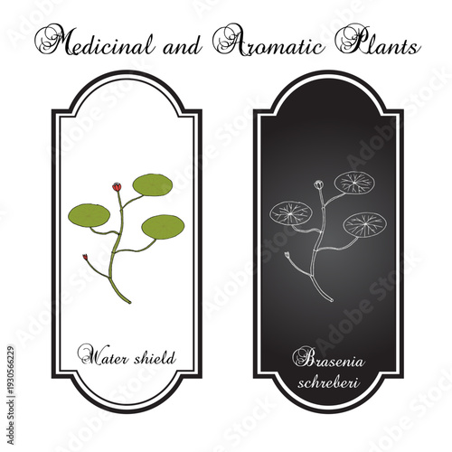 Water Shield (Brasenia schreberi), edible and medicinal plant. Hand drawn botanical vector illustration