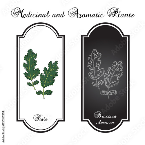 Kale or leaf cabbage (Brassica oleracea), edible and medicinal plant. Hand drawn botanical vector illustration