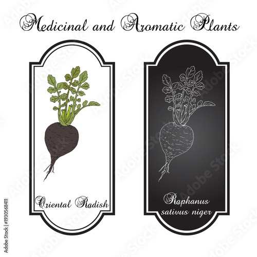 Oriental Radish (Raphanus sativus niger), edible and medicinal plant. Hand drawn botanical vector illustration