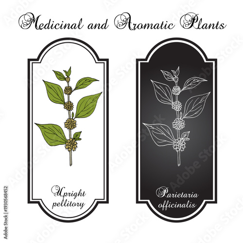 Upright pellitory or eastern pellitory-of-the-wall (Parietaria officinalis), edible and medicinal plant. Hand drawn botanical vector illustration