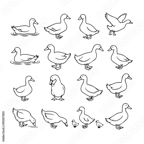 Duck Collection Various Poses Line Art Illustration