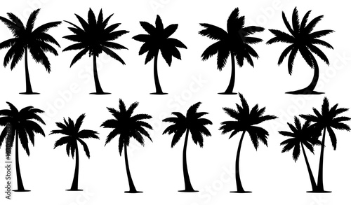 Tropical palm tree set isolated PNG vector illustration