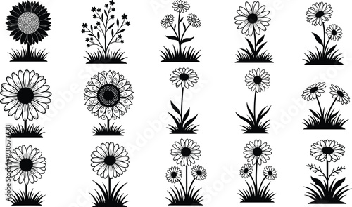 Daisy and sunflower silhouettes collection featuring blooming garden flowers with grass elements in black and white botanical vector illustration set