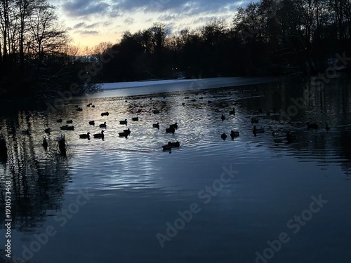 waterfowl on half-frozen lake in winter