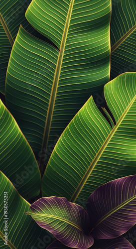 Close-up of large green and purple tropical leaves with prominent veins, showcasing botanical texture and natural patterns, symbolizing growth and vitality