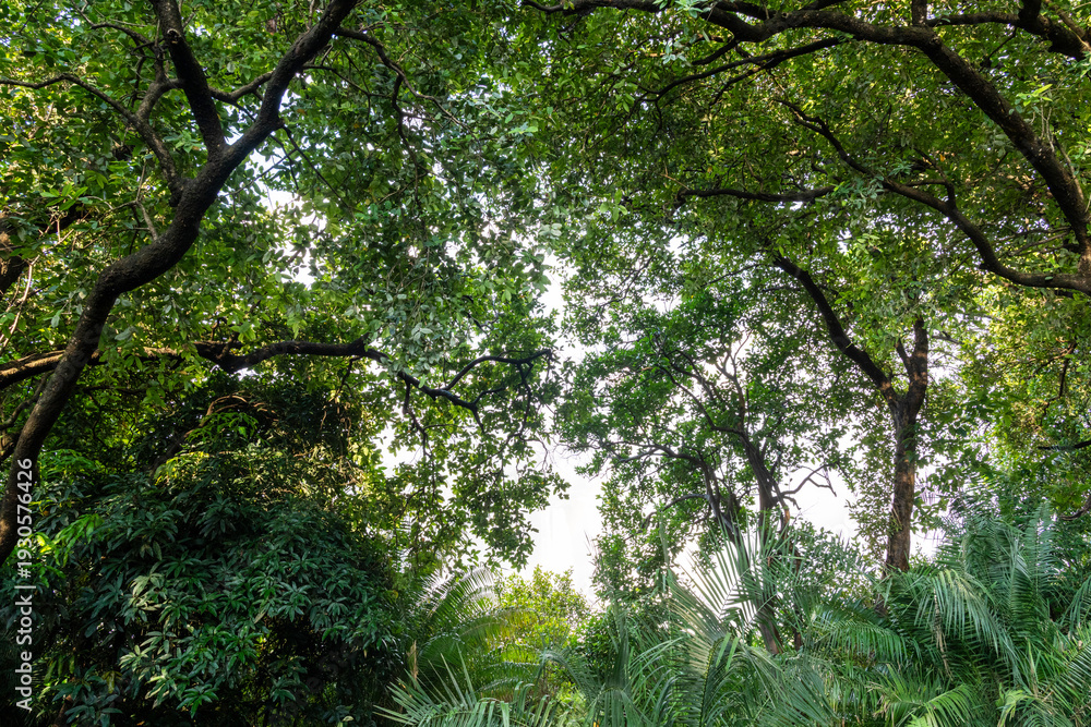 Fototapeta premium Lush and green rainforest next to Victoria Falls waterfall in Zimbabwe