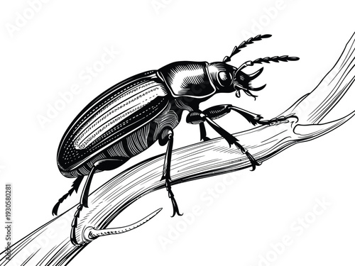 Cockroach insect illustration, pest bug vintage engraving drawing, detailed hand drawn entomology artwork in classic scientific style, retro black and white vector design isolated on white background.